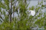 Aigrette garzette